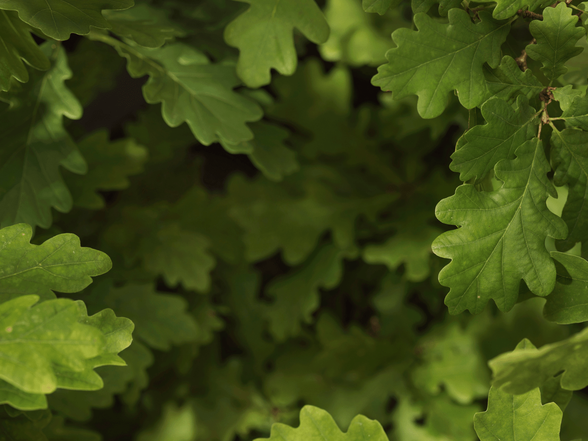 Klientu Konsultants(-e) Tukuma filiālē